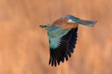 DSC_7251.jpg