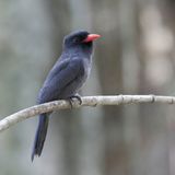Black-fronted Nunbird - Zwartvoorhoofdtrappist - Barbacou unicolore
