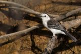 Black-backed Water Tyrant - Zwartrugwatertiran - Moucherolle  dos noir