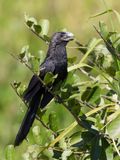 Smooth-billed Ani - Kleine Ani - Ani  bec lisse
