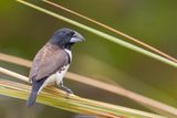 Magpie Mannikin - Reuzenekstertje - Capucin pie