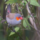 Orange-cheeked Waxbill - Oranjekaakje - Astrild  joues orange