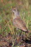 Senegal Lapwing - Rouwkievit - Vanneau terne