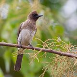 Common Bulbul - Grauwe Buulbuul - Bulbul des jardins