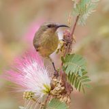 Copper Sunbird - Koperhoningzuiger - Souimanga cuivr (f)