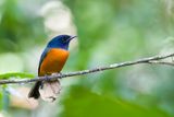 Red-bellied Paradise Flycatcher - Roodbuikparadijsmonarch - Tchitrec  ventre roux