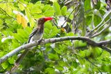 Red-billed Dwarf Hornbill - Dwergtok - Calao pygme