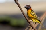 Village Weaver - Grote Textorwever - Tisserin gendarme (m)