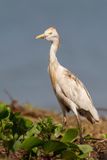 Western Cattle Egret - Koereiger - Hron garde-boeufs