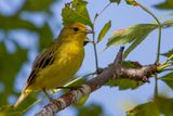 Mangrove Warbler - Mangrovezanger - Paruline des mangroves