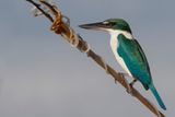 White-collared Kingfisher - Witkraagijsvogel - Martin-chasseur  collier blanc