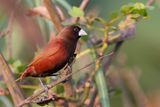 Chestnut Munia - Kastanjenon - Capucin  tte noire