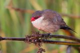 Common Waxbill - Sint-Helenafazantje - Astrild ondul