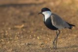 Spur-winged Lapwing - Sporenkievit - Vanneau  perons