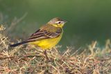 Western Yellow Wagtail - Gele Kwikstaart - Bergeronnette printanire
