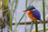 Malachite Kingfisher - Malachietijsvogel - Martin-pcheur hupp