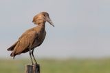 Hamerkop - Hamerkop - Ombrette africaine