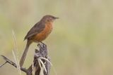 Rufous Chatterer - Rosse Babbelaar - Cratrope rubigineux