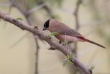 Black-cheeked Waxbill - Feenastrild - Astrild des fes