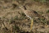 Spotted Thick-knee - Kaapse Griel - Oedicnme tachard