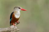 Grey-headed Kingfisher - Grijskopijsvogel - Martin-chasseur  tte grise