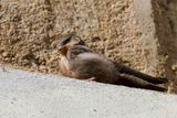 Rock Martin - Kaapse Rotszwaluw - Hirondelle isabelline