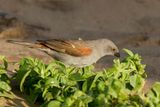 Swainsons Sparrow - Swainsons Mus - Moineau de Swainson