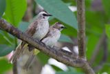 Yellow-vented Bulbul - Wenkbrauwbuulbuul - Bulbul goiavier