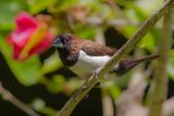 Javan Munia - Javaans Bronzemannetje - Capucin javanais