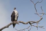 White-bellied Sea Eagle - Witbuikzeearend - Pygargue blagre