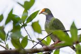 Orange-fronted Fruit Dove - Goudvoorhoofdjufferduif - Ptilope  front dor