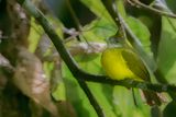 White-throated Bulbul - Witkeelbaardbuulbuul - Bulbul flavole
