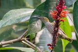 Streaked Spiderhunter - Gestreepte Spinnenjager - Grand Arachnothre