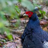 Kalij Pheasant - Nepalfazant - Faisan leucomle (m)