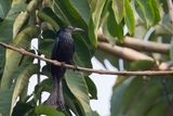 Hair-crested Drongo - Haarkuifdrongo - Drongo  crinire