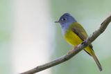 Grey-headed Canary-Flycatcher - Grijskopvliegenvanger - Gobemoustique  tte grise
