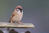 Eurasian Tree Sparrow - Ringmus - Moineau friquet