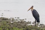 Lesser Adjutant Stork - Javaanse Maraboe - Marabout chevelu