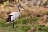 African Sacred Ibis - Heilige Ibis - Ibis sacr