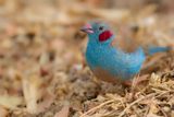 Red-cheeked Cordonbleu - Blauwfazantje - Cordonbleu  joues rouges (m)