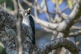 Acorn Woodpecker - Eikelspecht - Pic glandivore