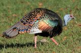 Ocellated Turkey - Pauwkalkoen - Dindon ocell