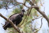 Black Vulture - Zwarte Gier - Urubu noir