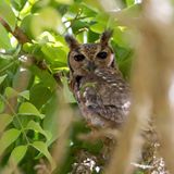 Greyish Eagle-Owl - Grijze Oehoe - Grand-duc du Sahel