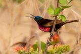 Scarlet-chested Sunbird - Roodborsthoningzuiger - Souimanga  poitrine rouge (m)