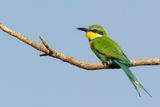 Swallow-tailed Bee-eater - Zwaluwstaartbijeneter - Gupier  queue daronde