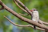 Striped Kingfisher - Gestreepte IJsvogel - Martin-chasseur stri