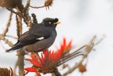 Jungle Myna - Junglemaina - Min de la Jungla