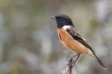 Siberian Stonechat - Aziatische Roodborsttapuit - Tarier de Sibrie