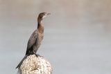 Pygmy Cormorant - Dwergaalscholver - Cormoran pygme